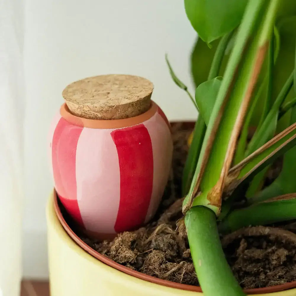 Olla - Striped pink and red
