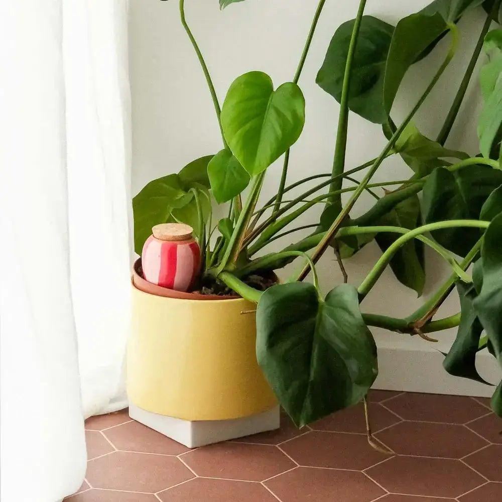 Olla - Striped pink and red
