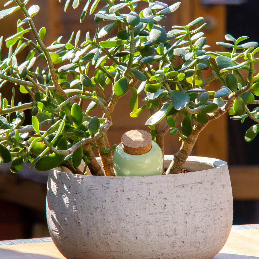 Olla - Green